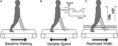 External walking environment differentially affects muscle synergies in children with cerebral palsy and typical development